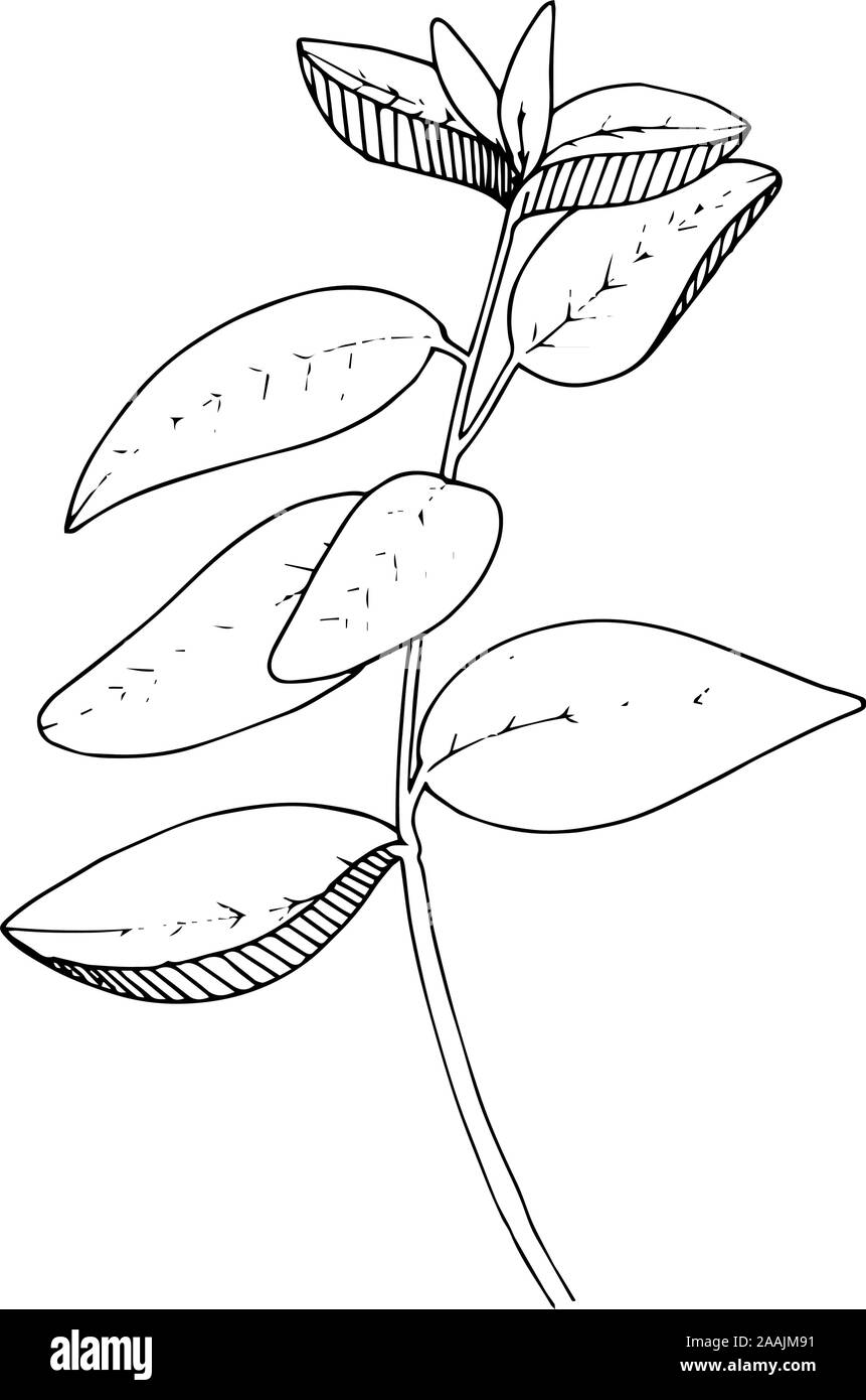 Vector Herbal garden plant. Black and white engraved ink art. Isolated herbal illustration element. Stock Vector