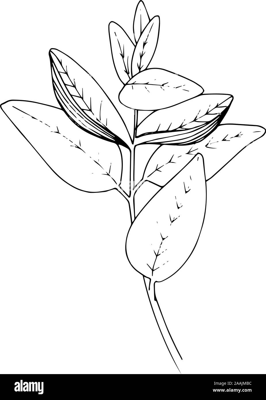 Vector Herbal garden plant. Black and white engraved ink art. Isolated herbal illustration element. Stock Vector