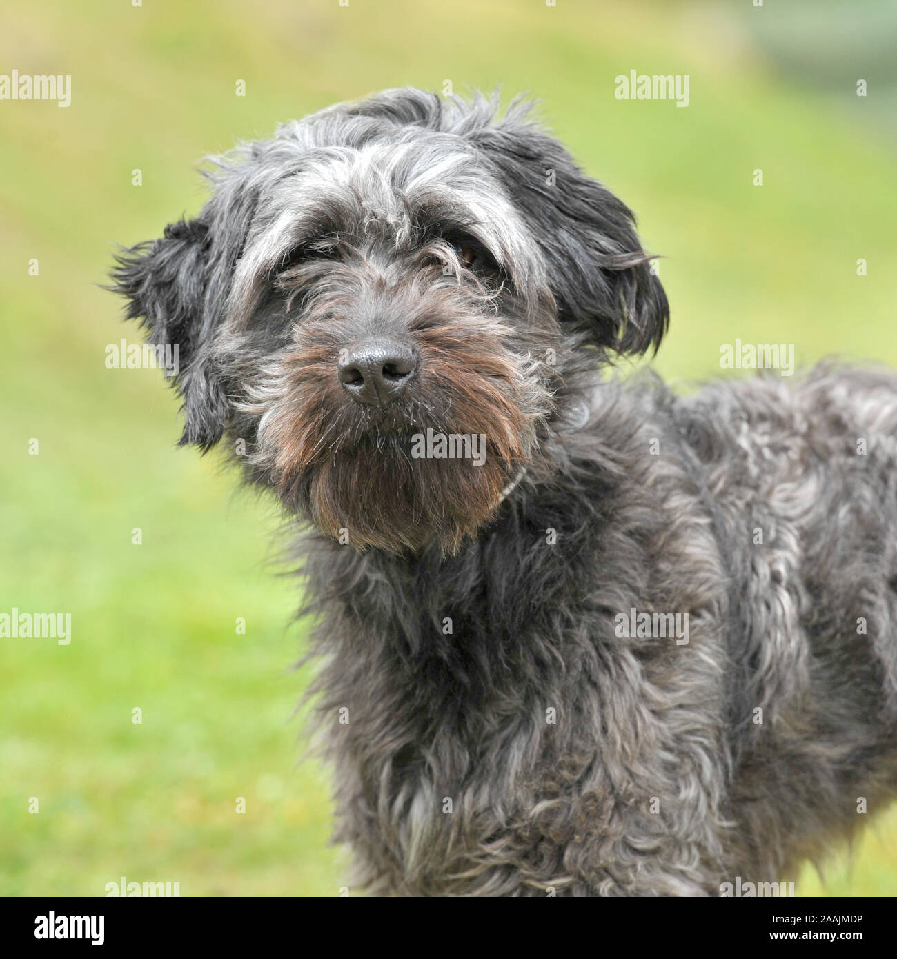 cockapoo dog Stock Photo