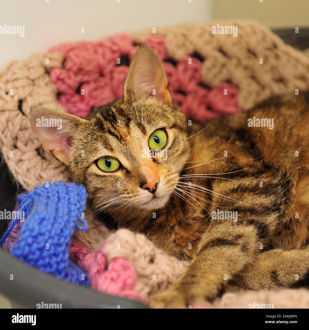 cat in blanket Stock Photo