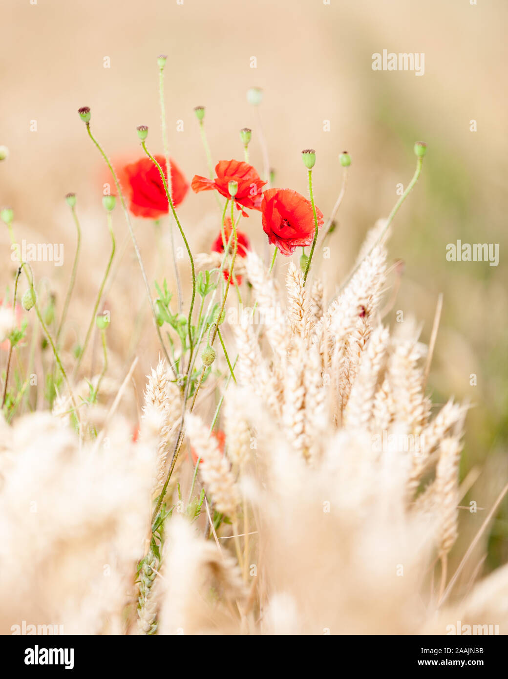 Wild poppies in countryside hi-res stock photography and images - Alamy