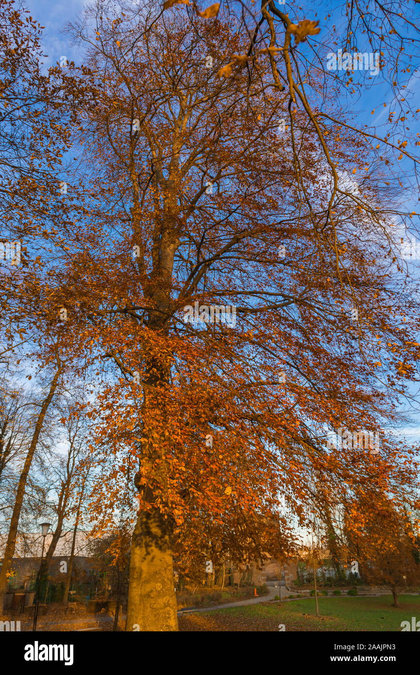 Large orange tree vertical view close-up Stock Photo