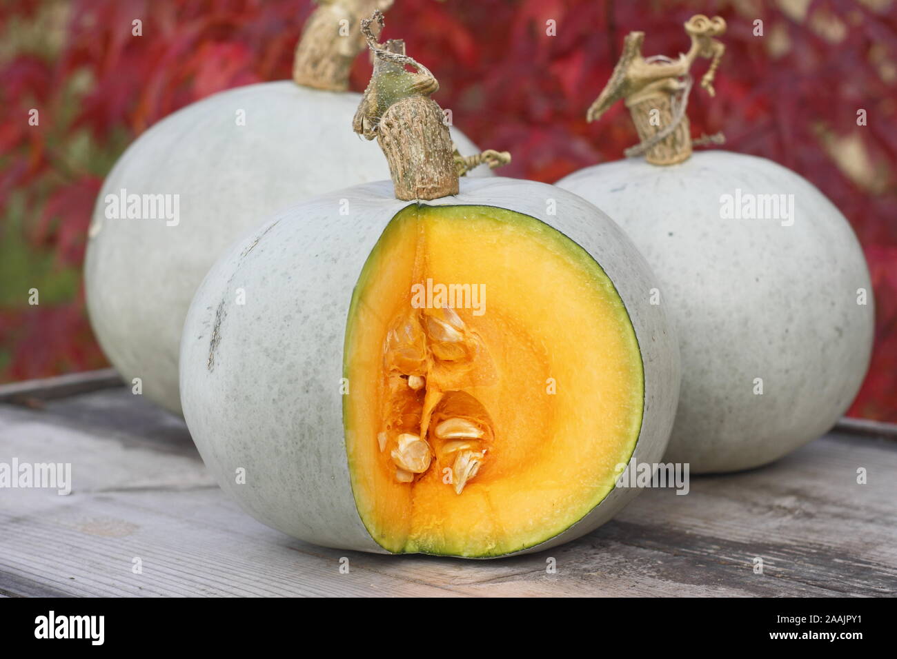 Cucurbita maxima 'Crown Prince'. Freshly harvested, blue skinned Crown Prince squash, sliced to reveal vibrant flesh. Stock Photo