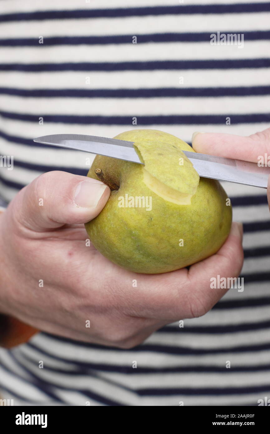Malus. Man peeling a Ribston Pippin eating apple with a knife. UK Stock Photo