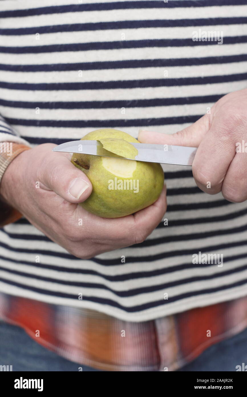 Malus. Man peeling a Ribston Pippin eating apple with a knife. UK Stock Photo