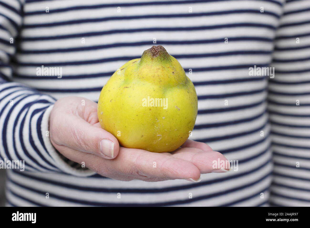 Man holds freshly picked Quince 'Vranja', a fragrant, pear shaped fruit. UK Stock Photo