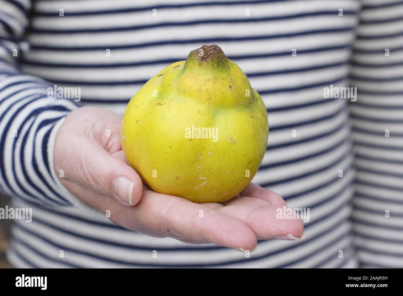 Pear shaped fruit hires stock photography and images Alamy