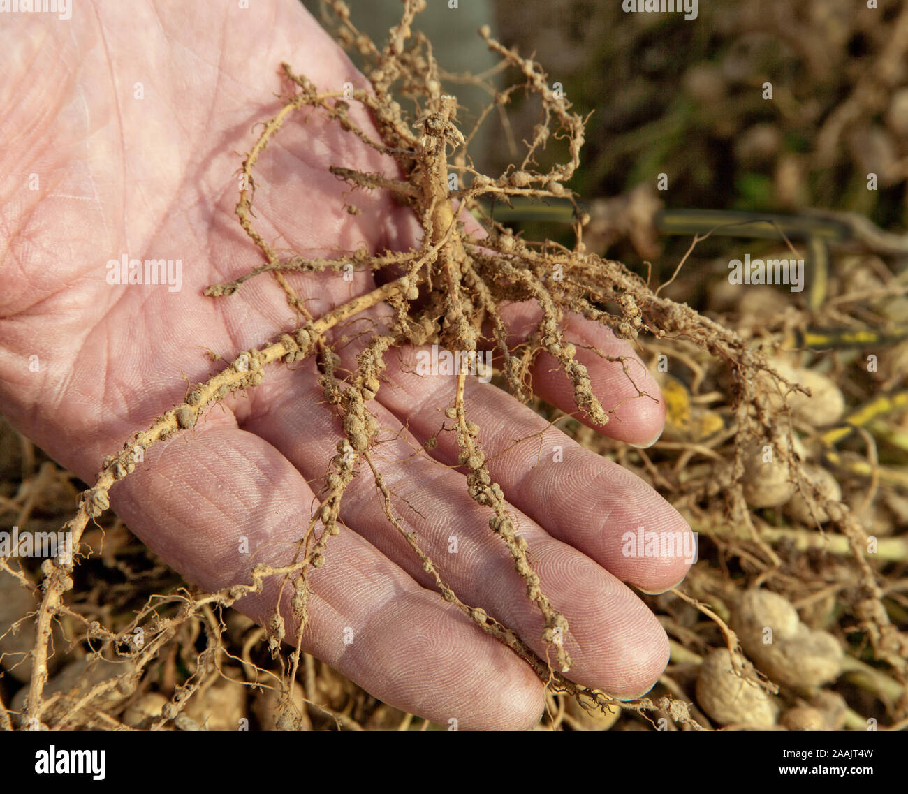 Farmers hand displaying nitrogen fixation root nodules of the peanut plant  'Arachis hypogaea'. Stock Photo