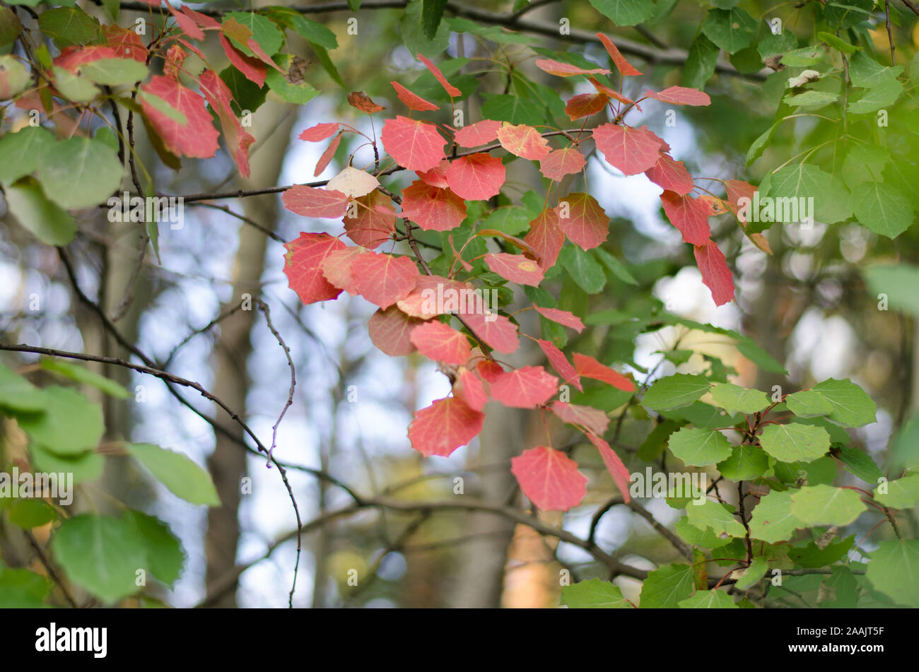 Tennessee Tree Color Change Changing colors of the tree on this season Stock Photo - Alamy