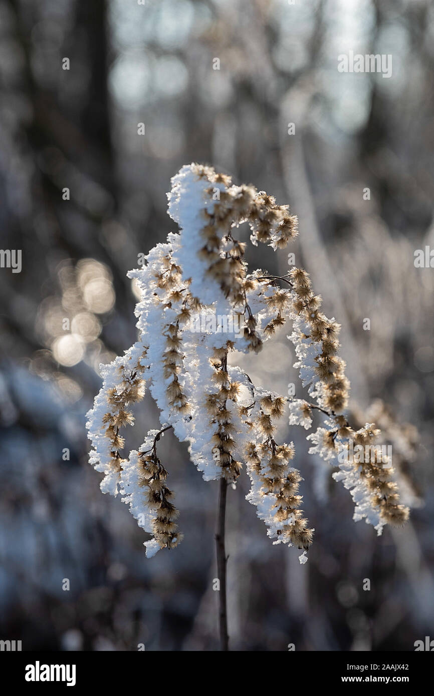 snowy grass in front of beautiful bokeh Stock Photo