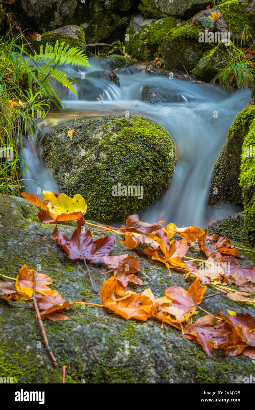 Forrest Uk Rocks River and forrest rocks with visible movement and blur of the water ...