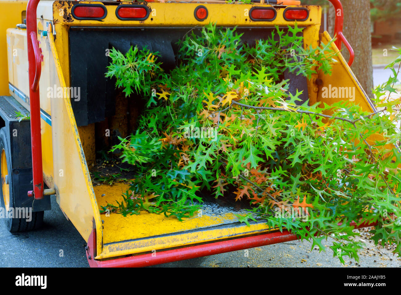Poplar trunks grinding machine to become chip chipper tree branches cut Stock Photo