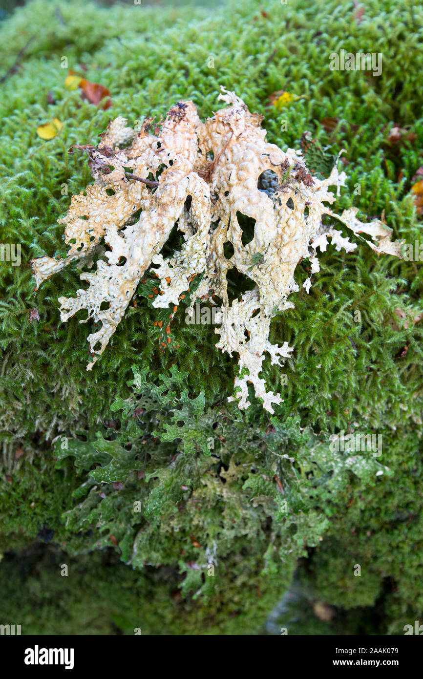 Liverworts growing in forest near Port Appin, Scotland, UK Stock Photo