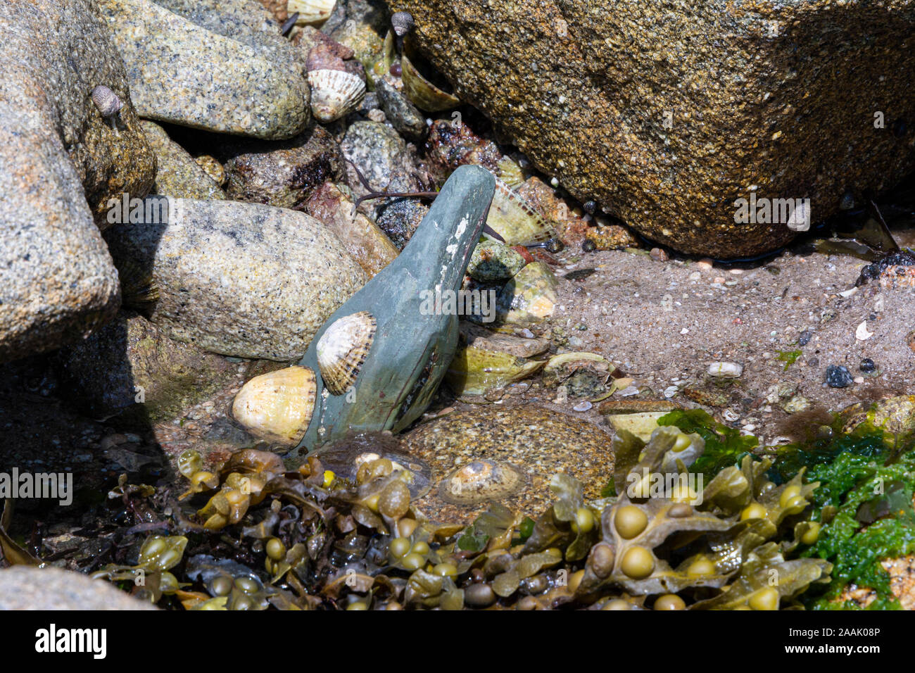 Limpets on a rock Stock Photo