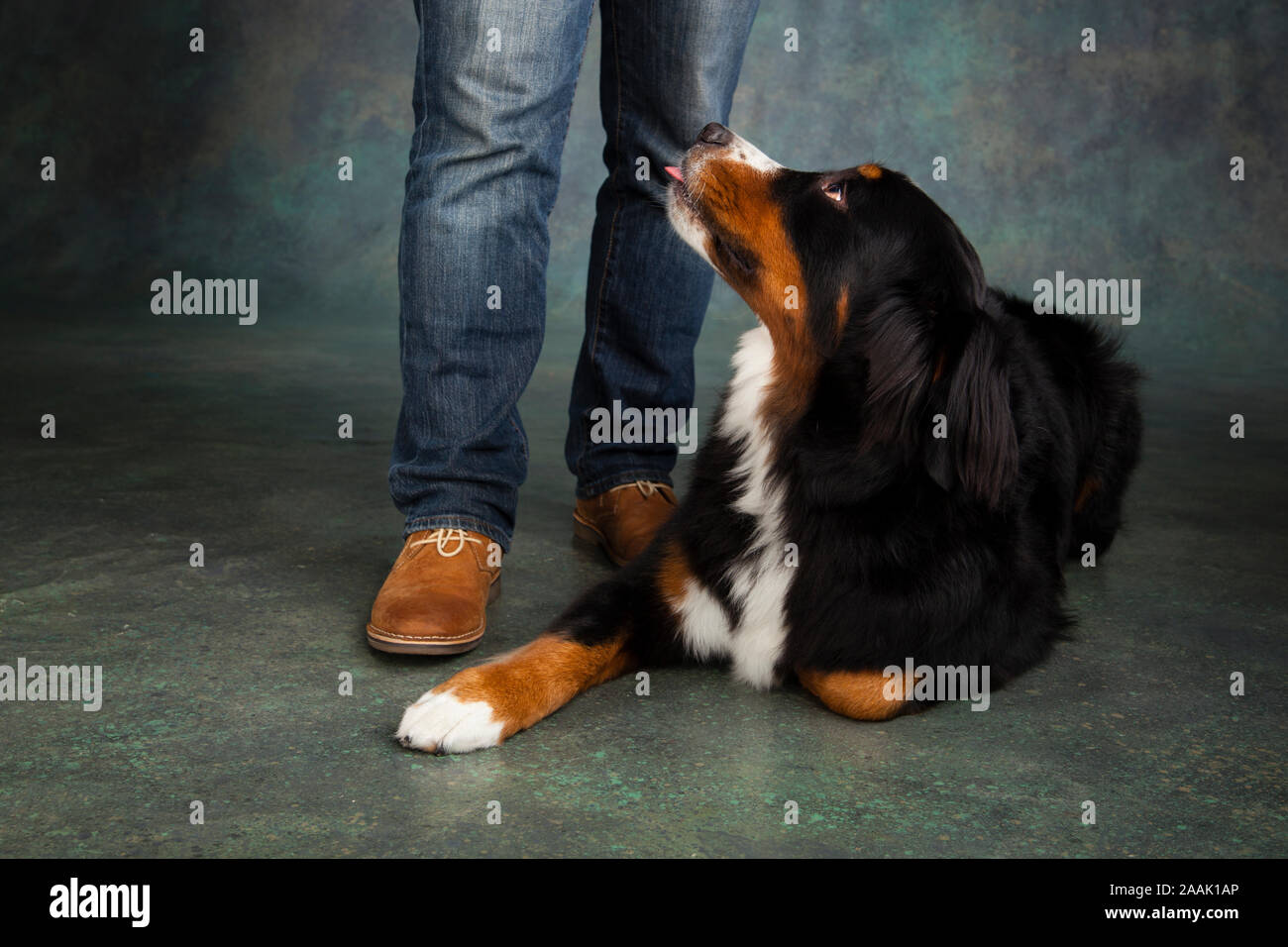 Man standing next to Bernese Mountain Dog Stock Photo