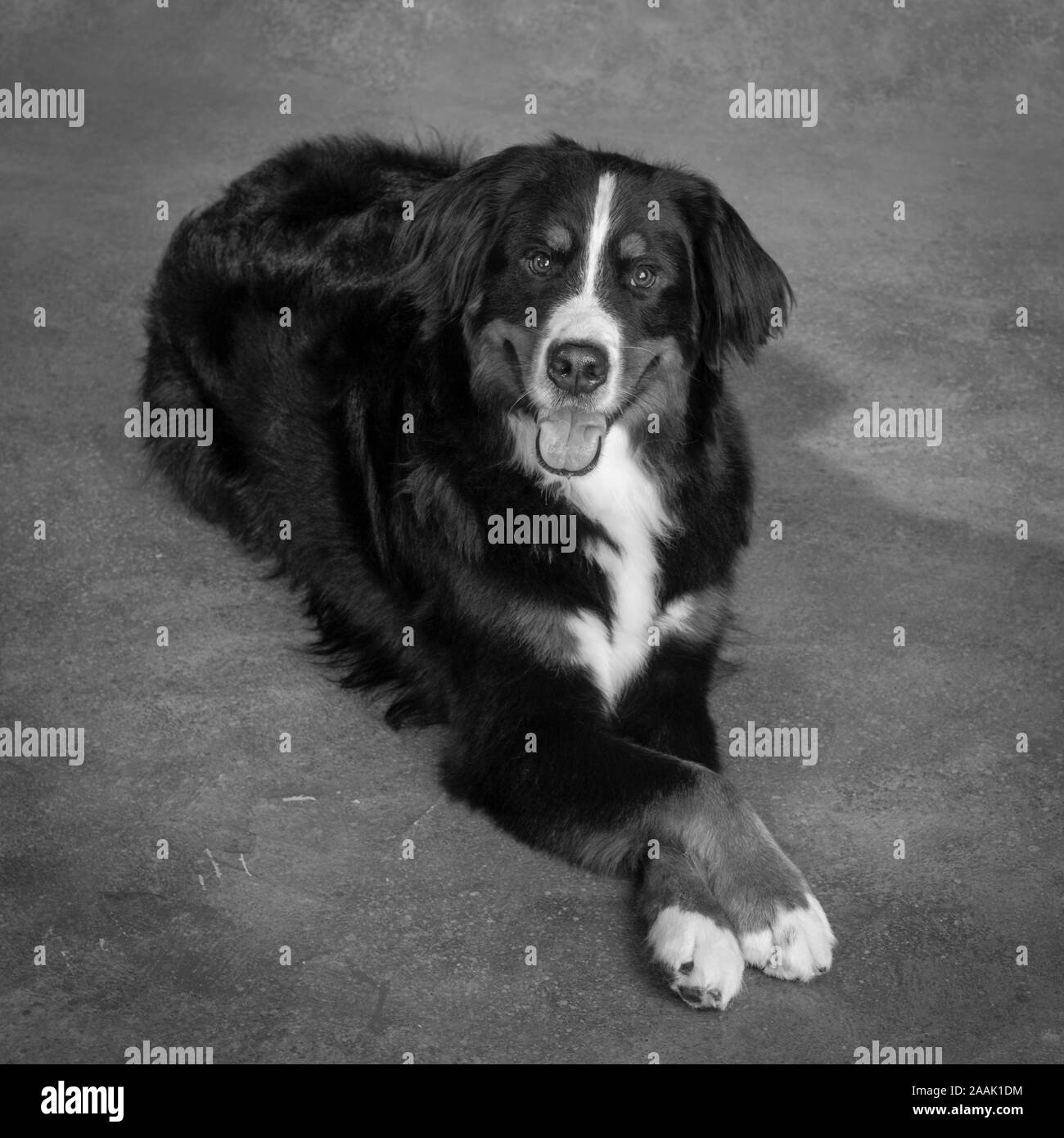 Portrait of Bernese Mountain Dog Stock Photo Alamy