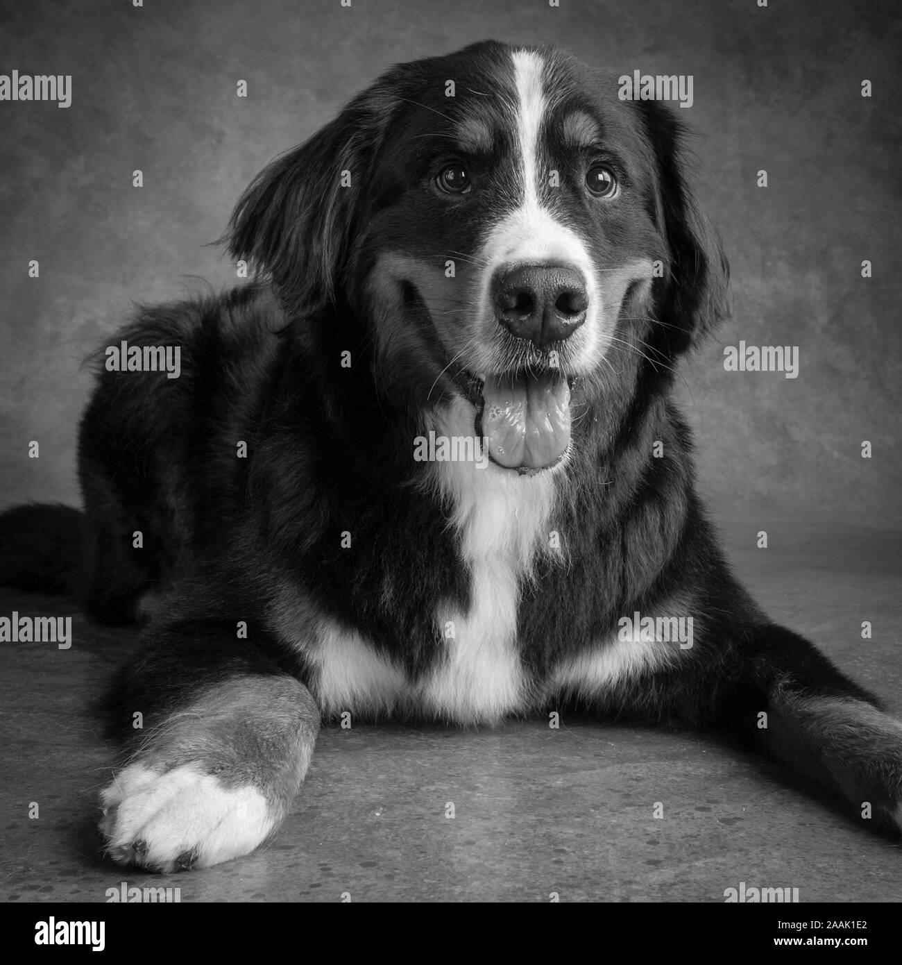 Portrait of Bernese Mountain Dog Stock Photo