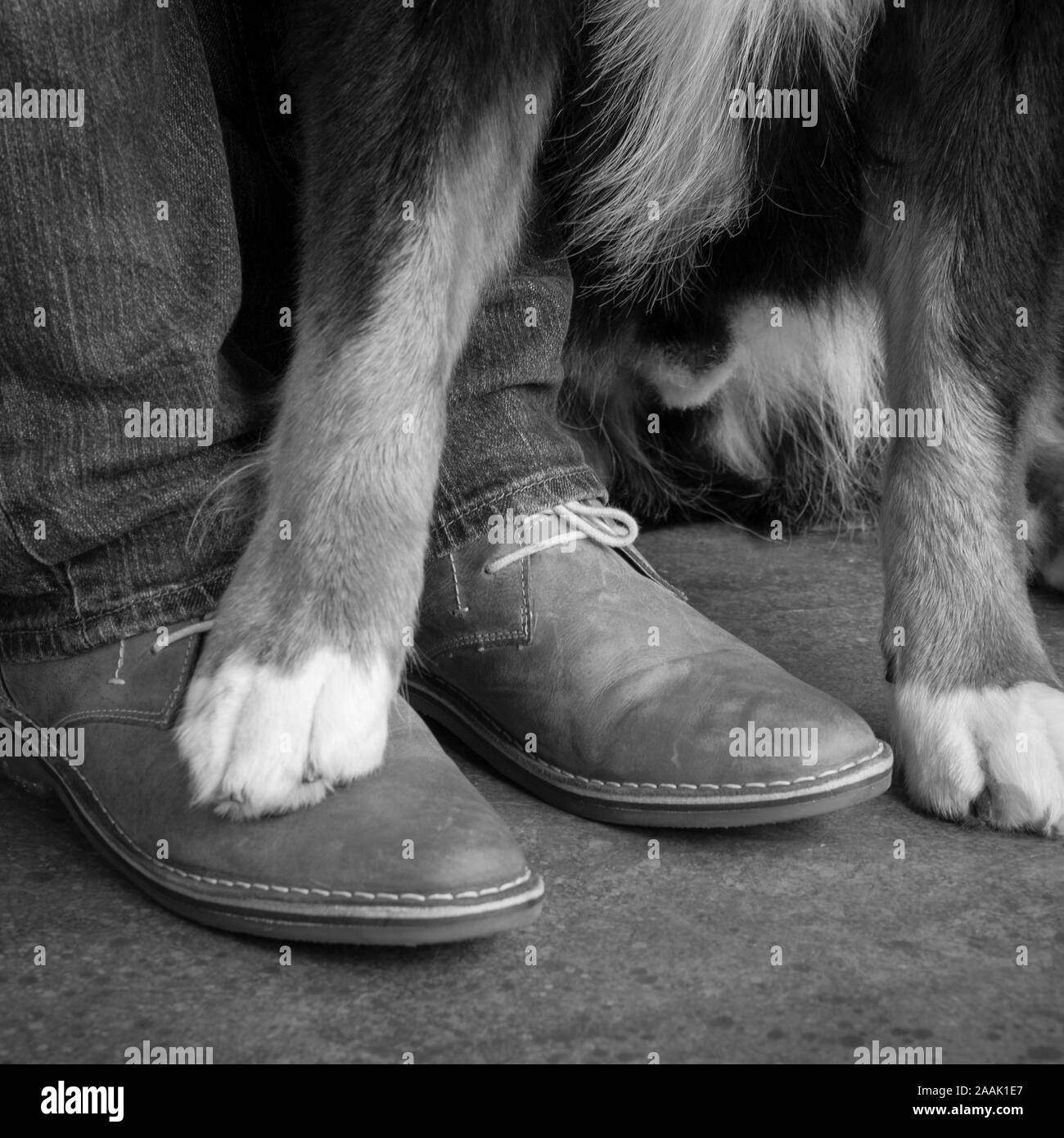 Feet of man and Bernese Mountain Dog Stock Photo