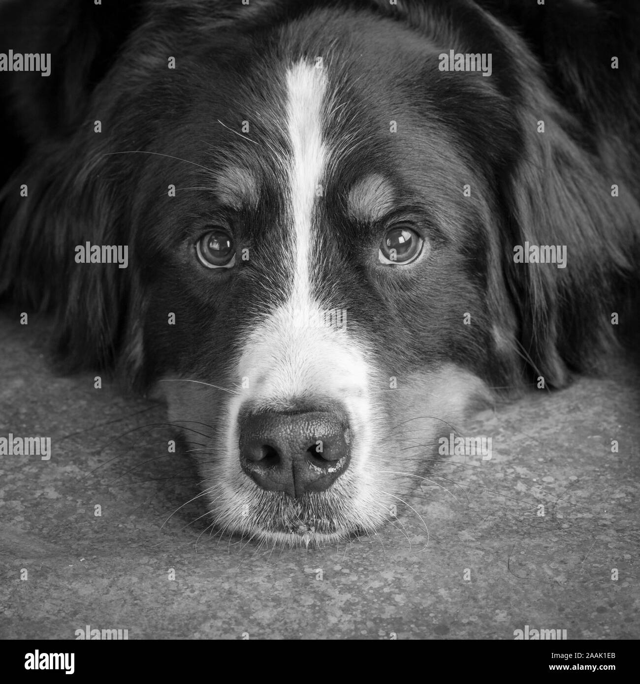 Portrait of Bernese Mountain Dog Stock Photo