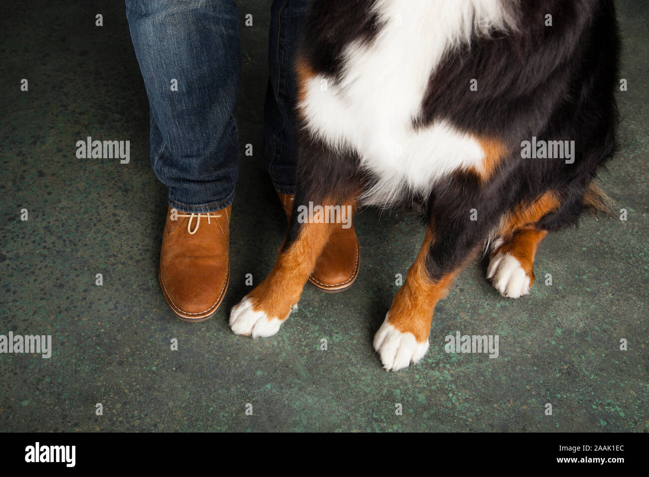 Feet of man and Bernese Mountain Dog Stock Photo