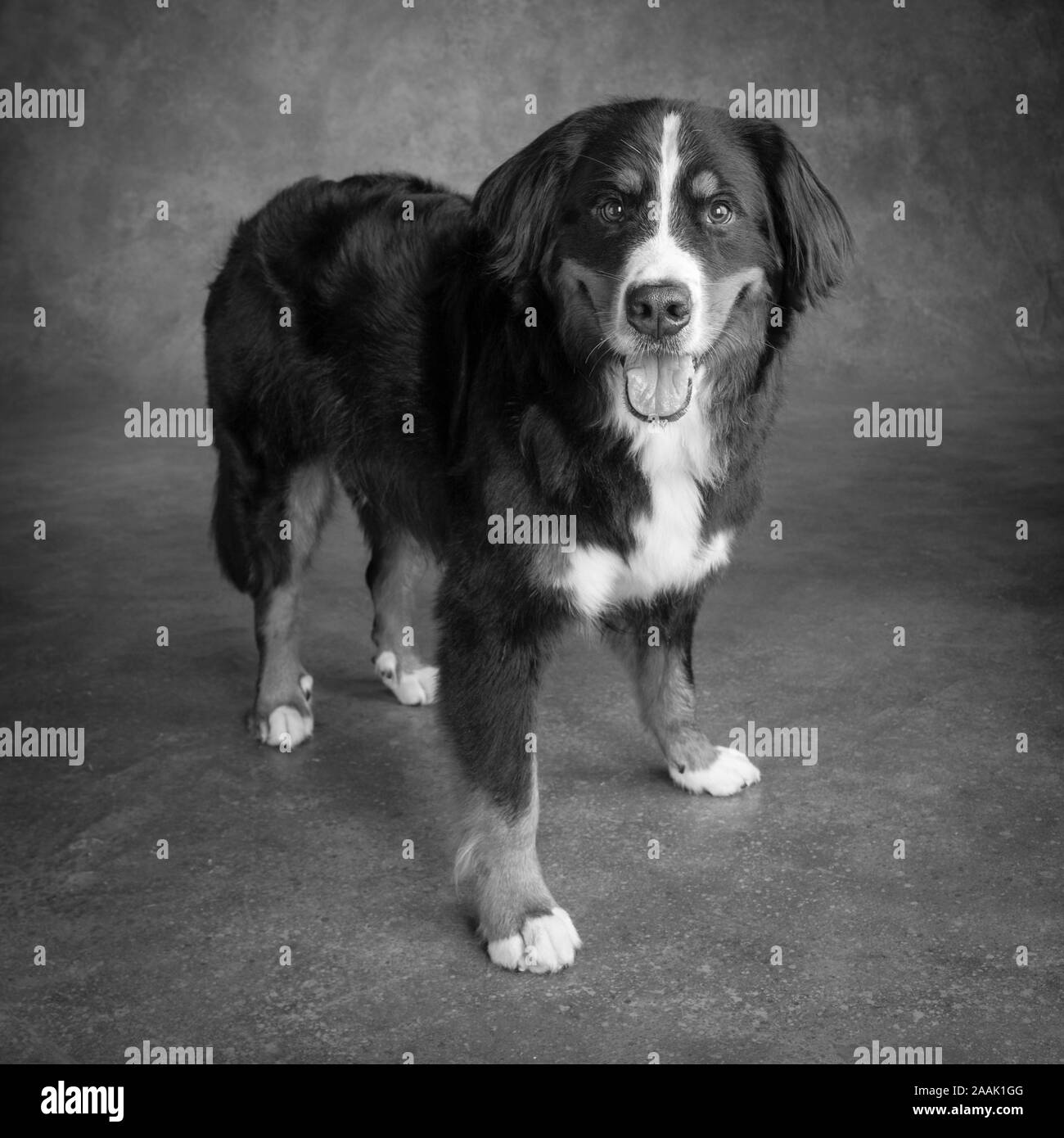 Portrait of Bernese Mountain Dog Stock Photo