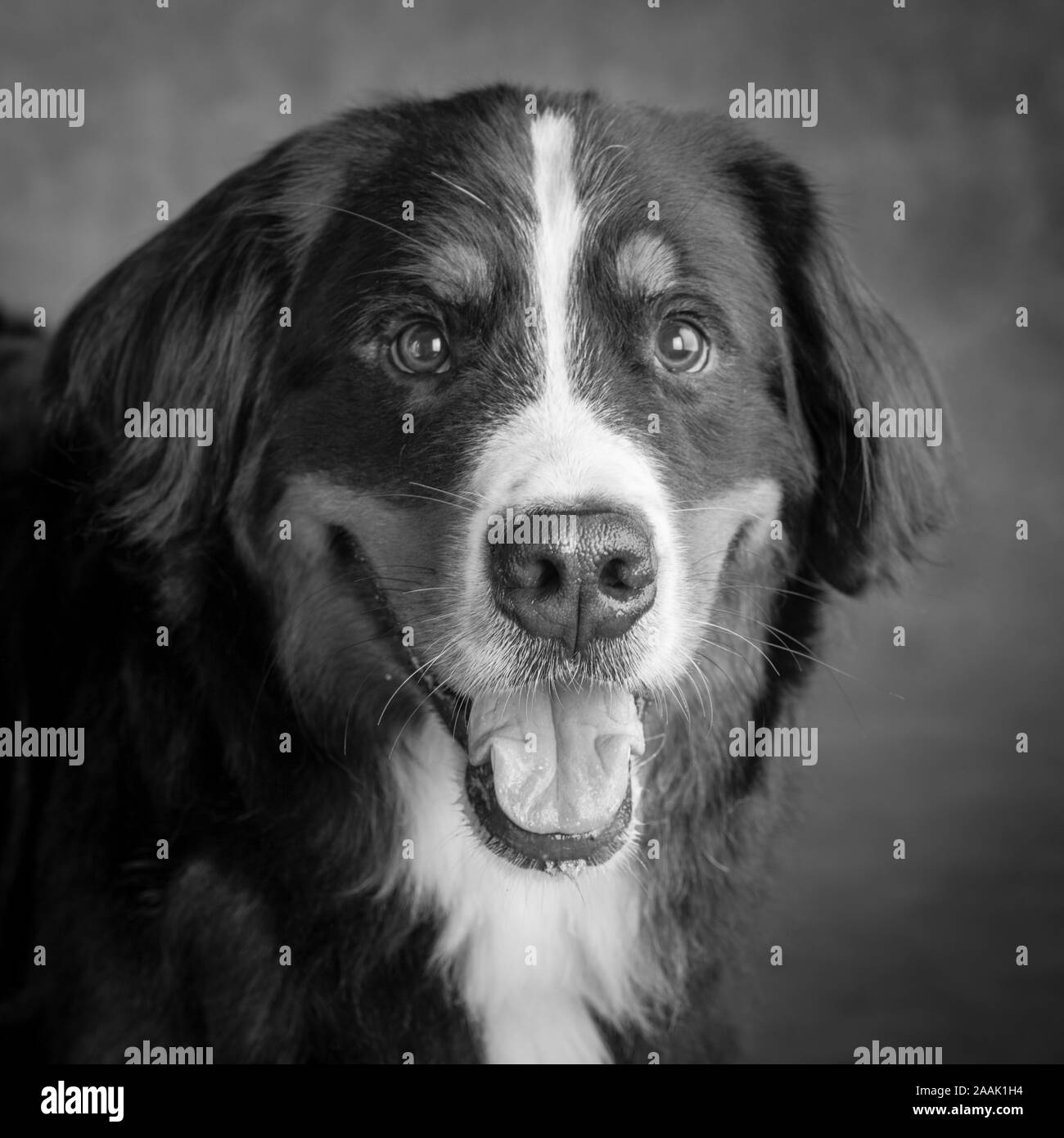 Portrait of Bernese Mountain Dog Stock Photo