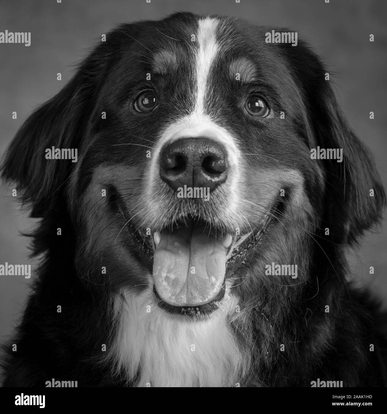 Portrait of Bernese Mountain Dog Stock Photo Alamy