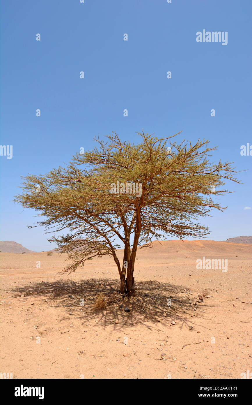 Acacia Hi res Stock Photography And Images Alamy acacia-hi-res-stock-photography-and-images-alamy