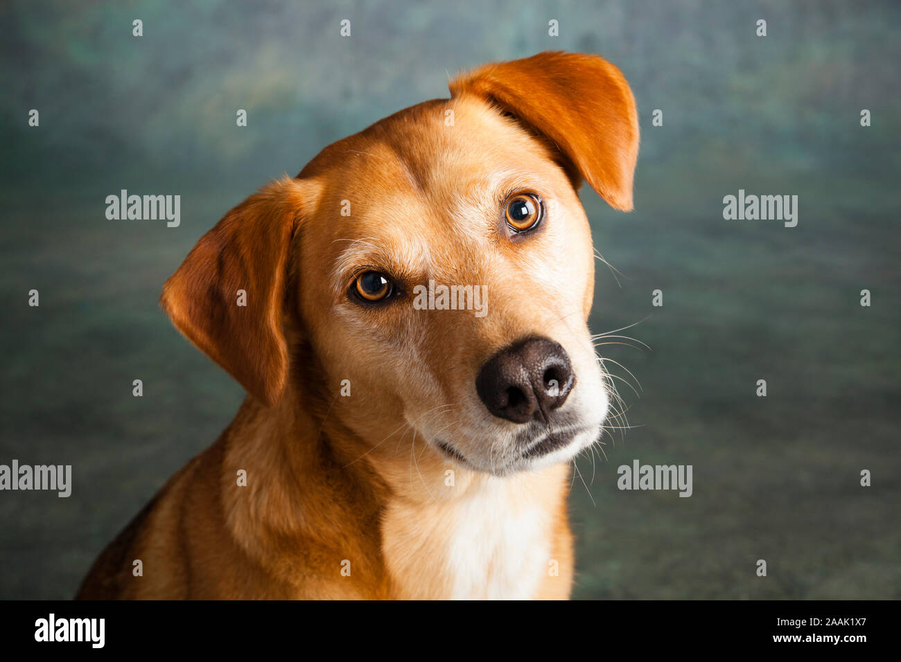Redbone Coonhound High Resolution Stock Photography and Images - Alamy