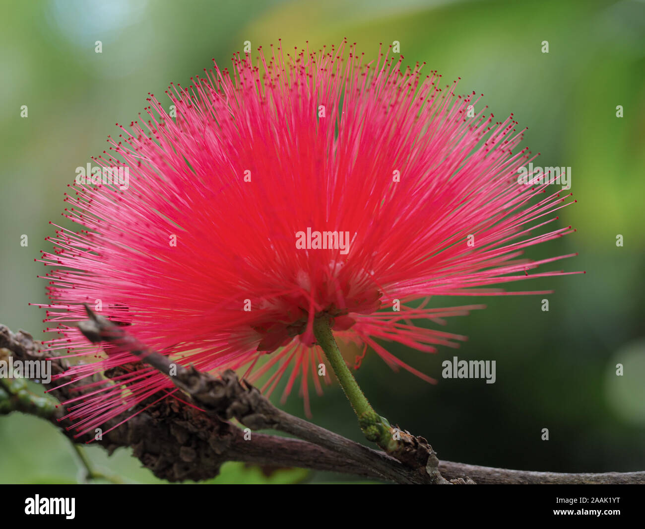 Powder puff flower hires stock photography and images Alamy