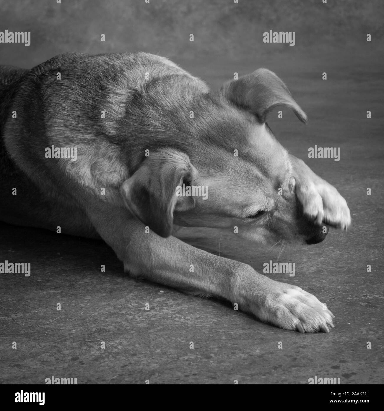 Studio shot of Redbone Coonhound scratching nose Stock Photo