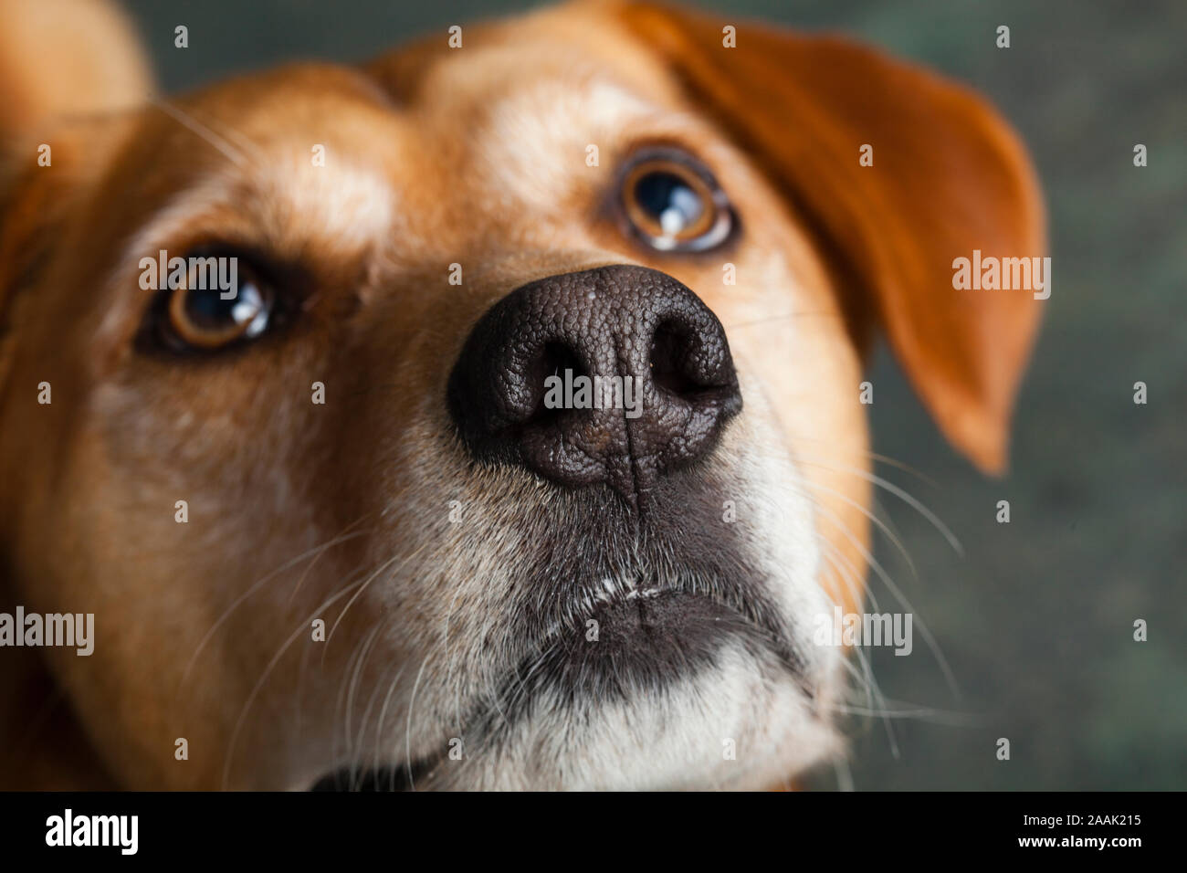 Close-up of Redbone Coonhound Stock Photo