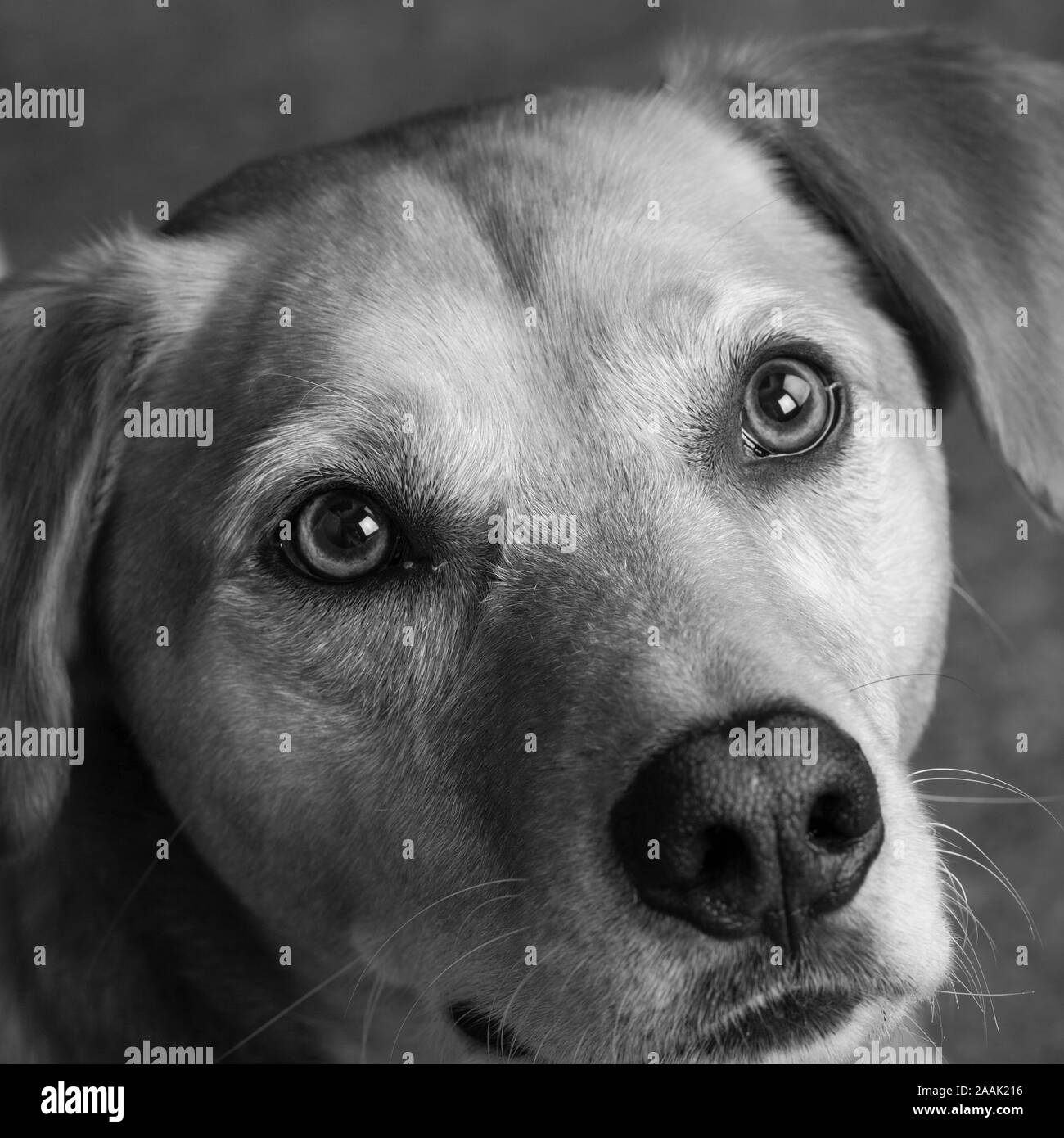 Close-up of Redbone Coonhound Stock Photo