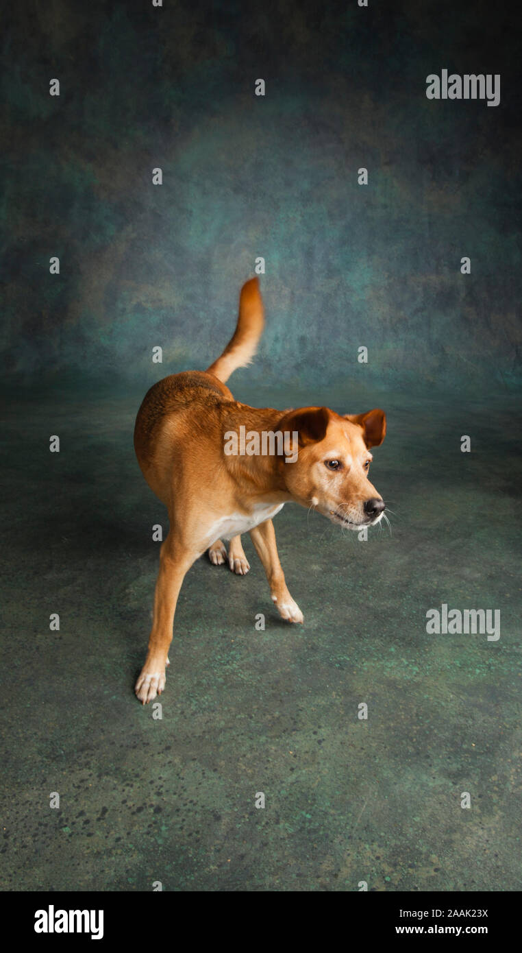 Studio shot of Redbone Coonhound Stock Photo