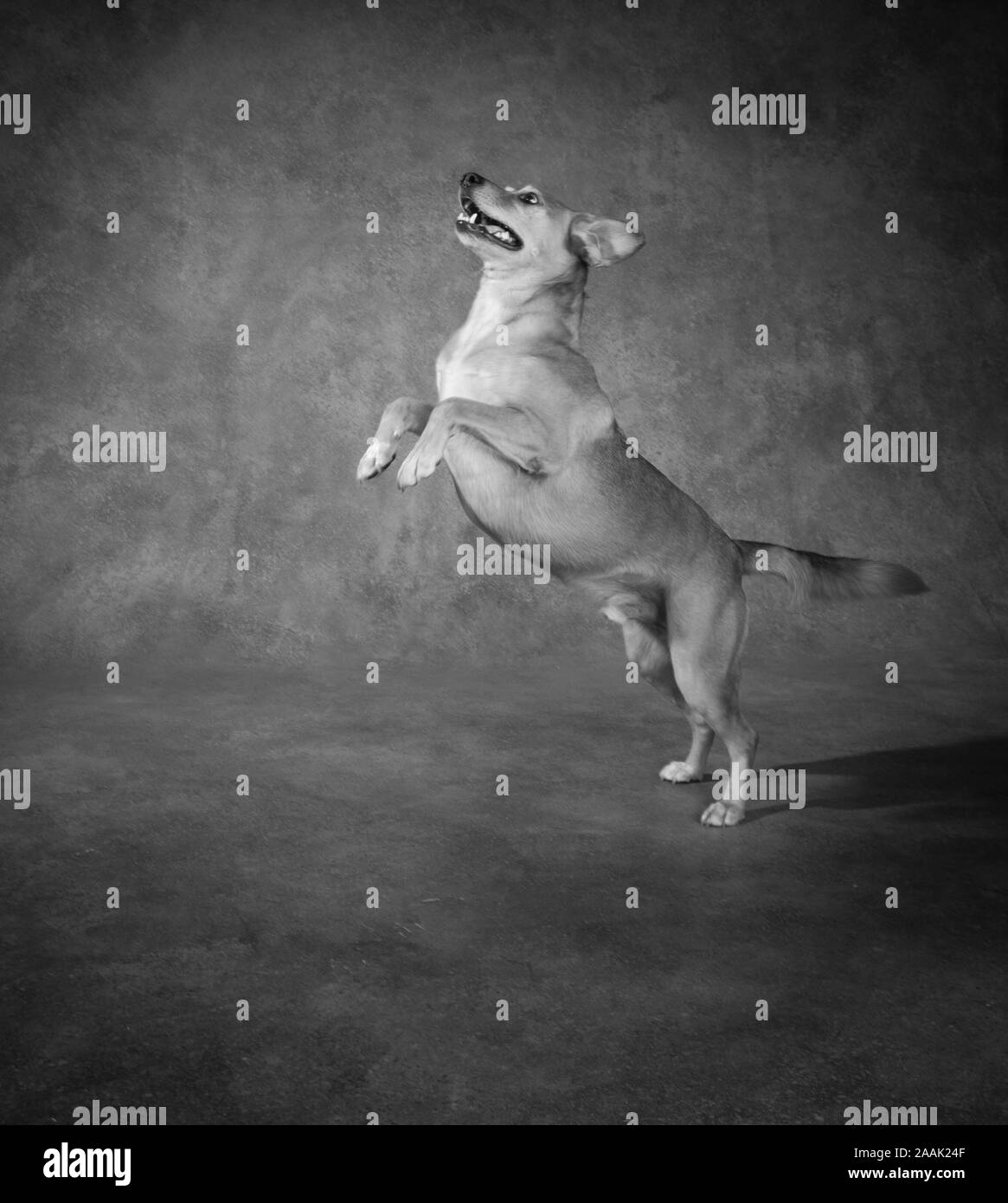 Studio shot of Redbone Coonhound jumping Stock Photo