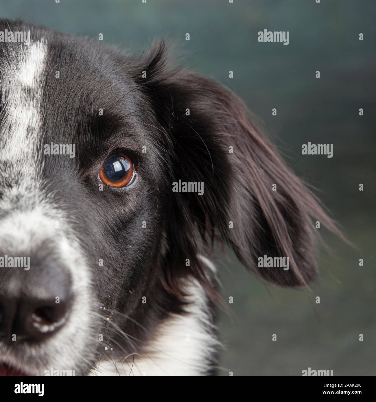 Close-up of Border Collie Stock Photo