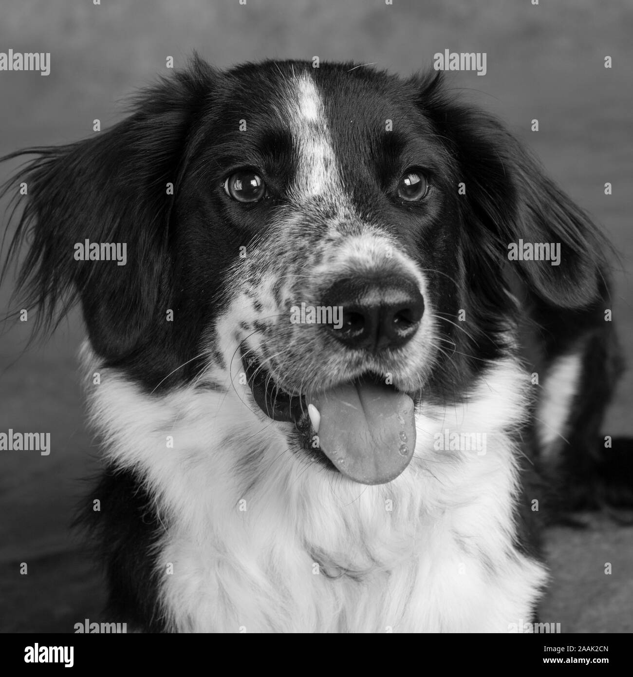Close-up of Border Collie Stock Photo