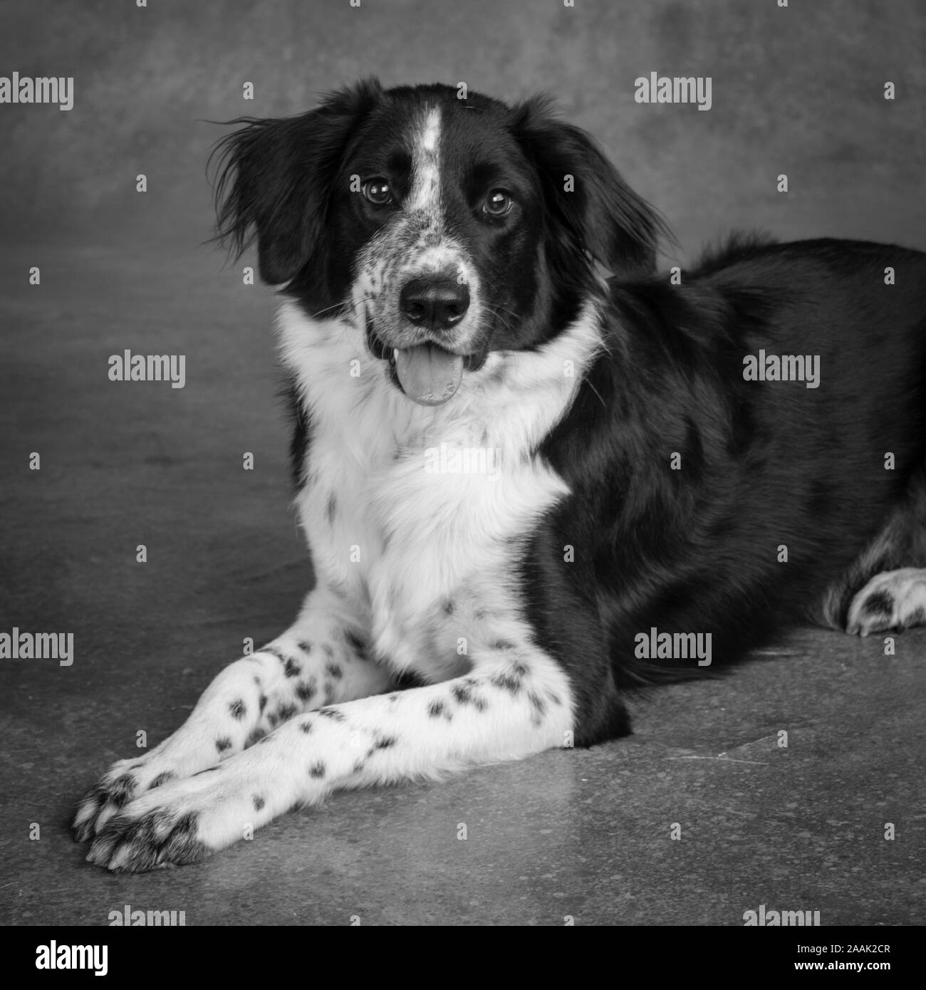 Studio shot of Border Collie Stock Photo