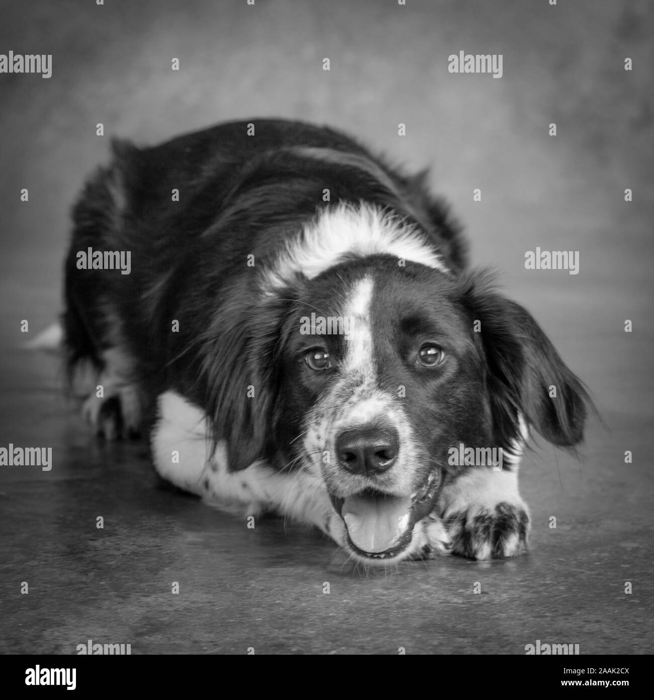 Border collie lying down hires stock photography and images Alamy