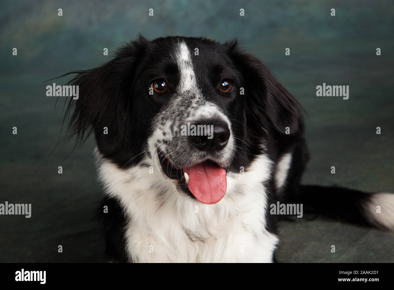 Studio shot of Border Collie Stock Photo