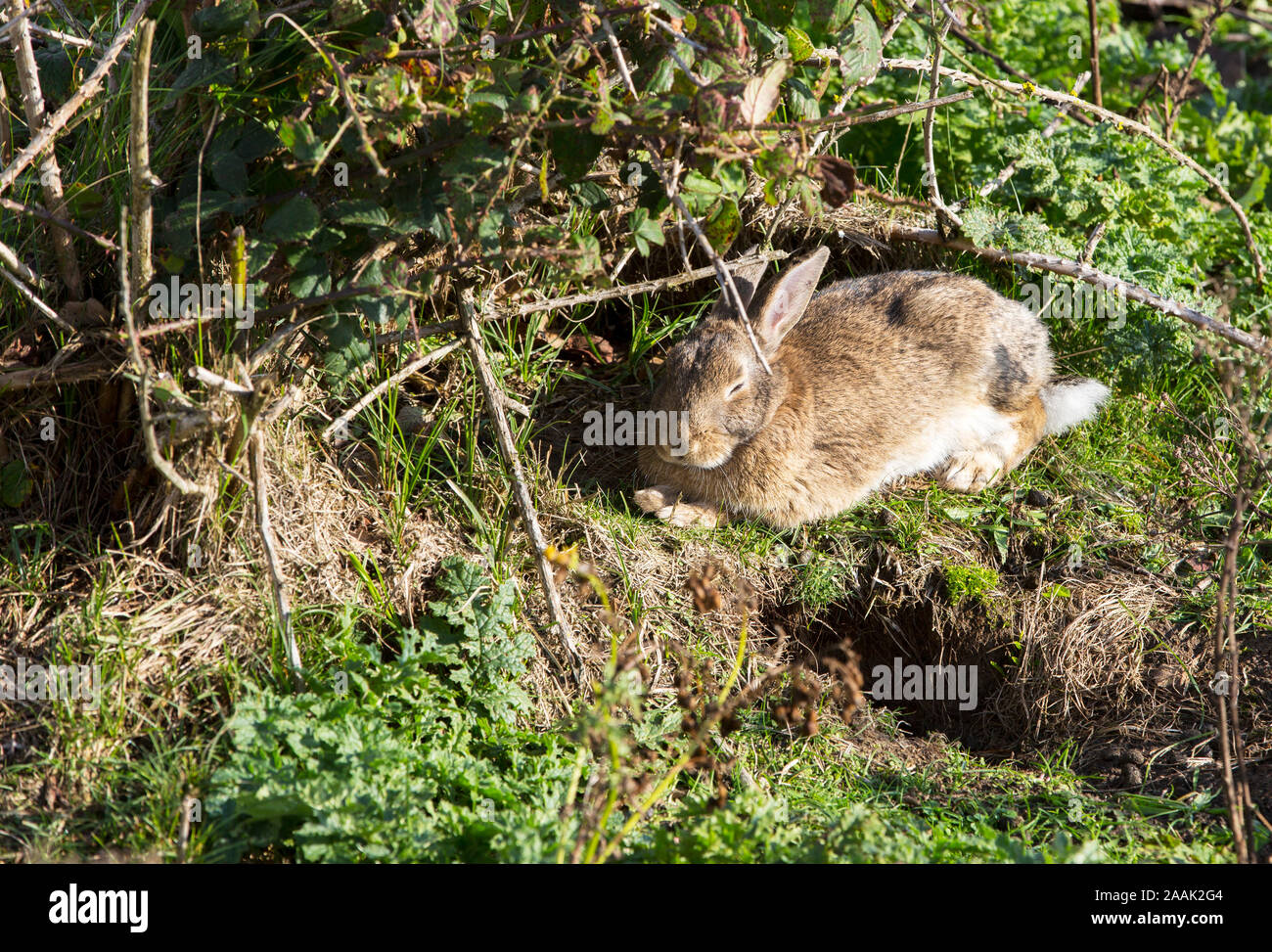 Rabbit Burrow Uk Stock Photos & Rabbit Burrow Uk Stock Images Alamy