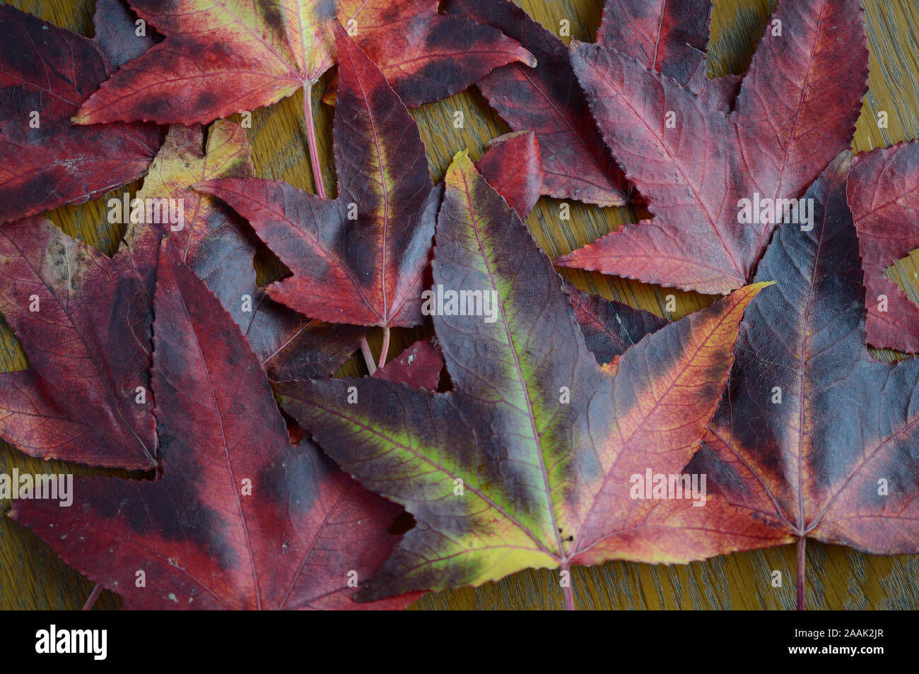 Japanese Maple or Acer japonicum. Closeup of Autumn leaves on a table. Stock Photo