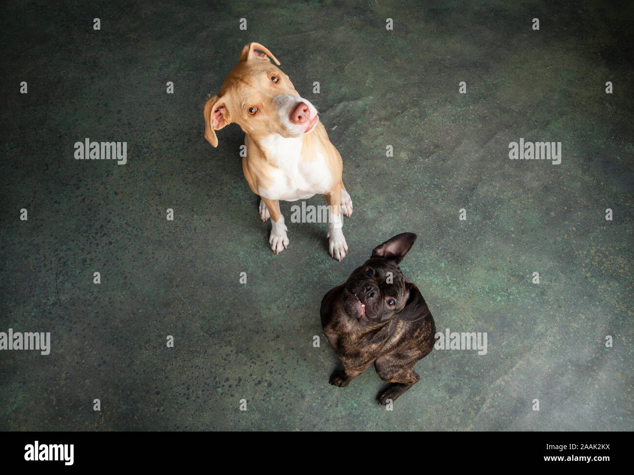 Studio portrait Pug Bulldog Mix and Lab Hound Mix Stock Photo