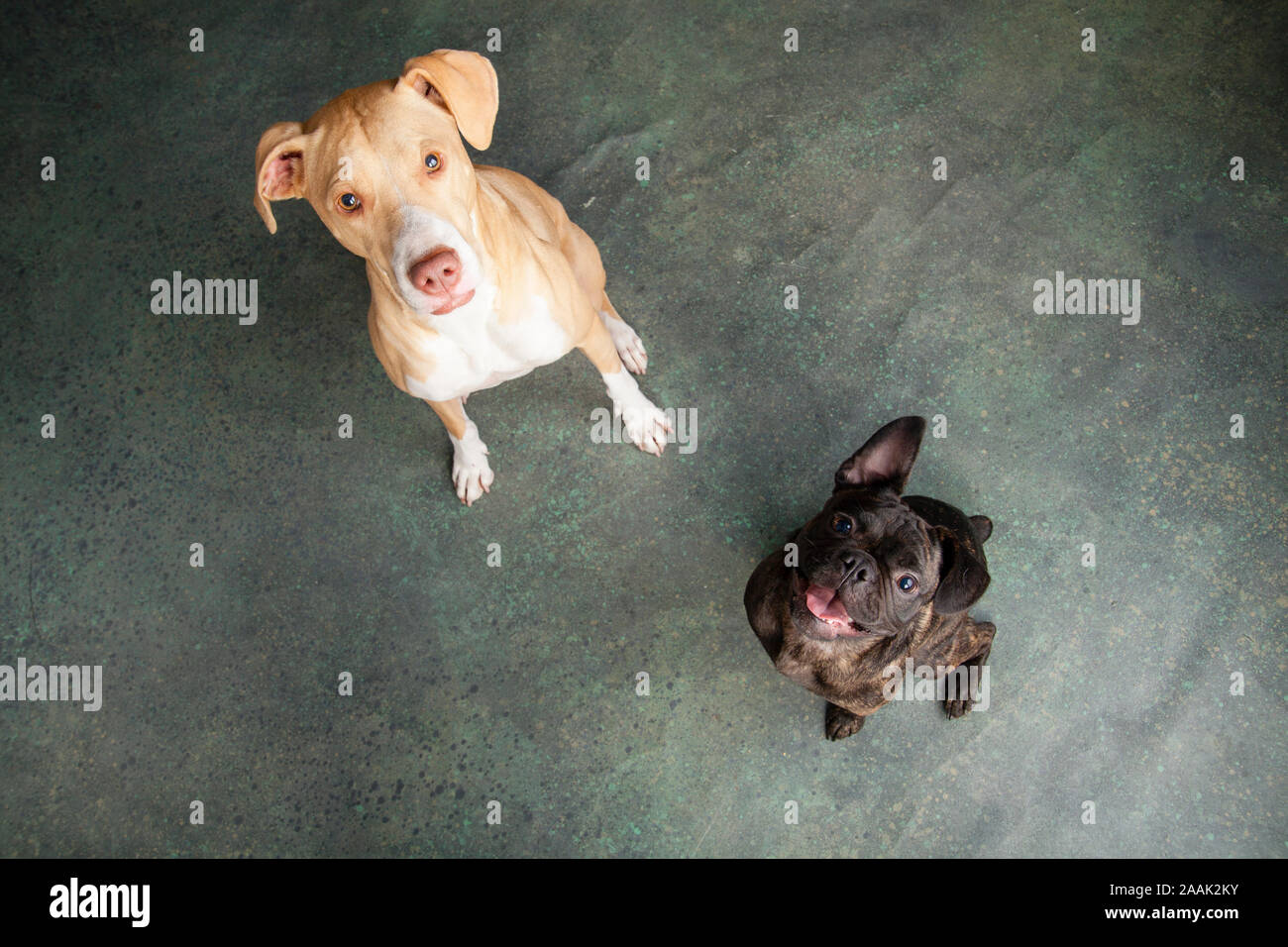 Studio portrait Pug Bulldog Mix and Lab Hound Mix Stock Photo