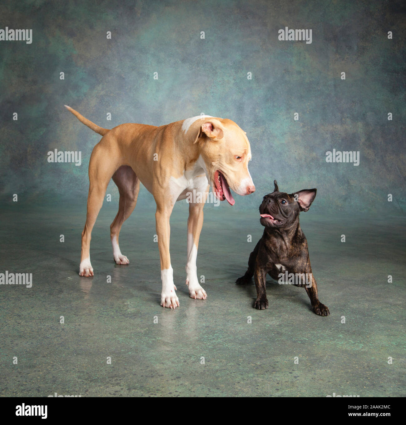 Studio portrait Pug Bulldog Mix and Lab Hound Mix Stock Photo