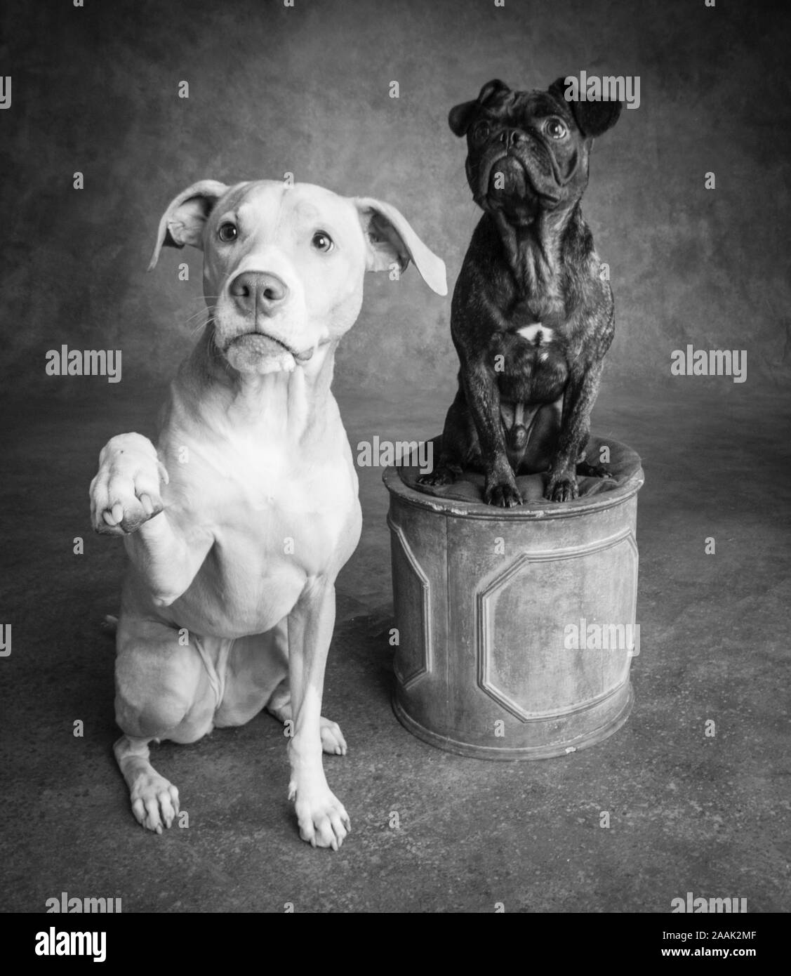 Studio portrait Pug Bulldog Mix and Lab Hound Mix Stock Photo