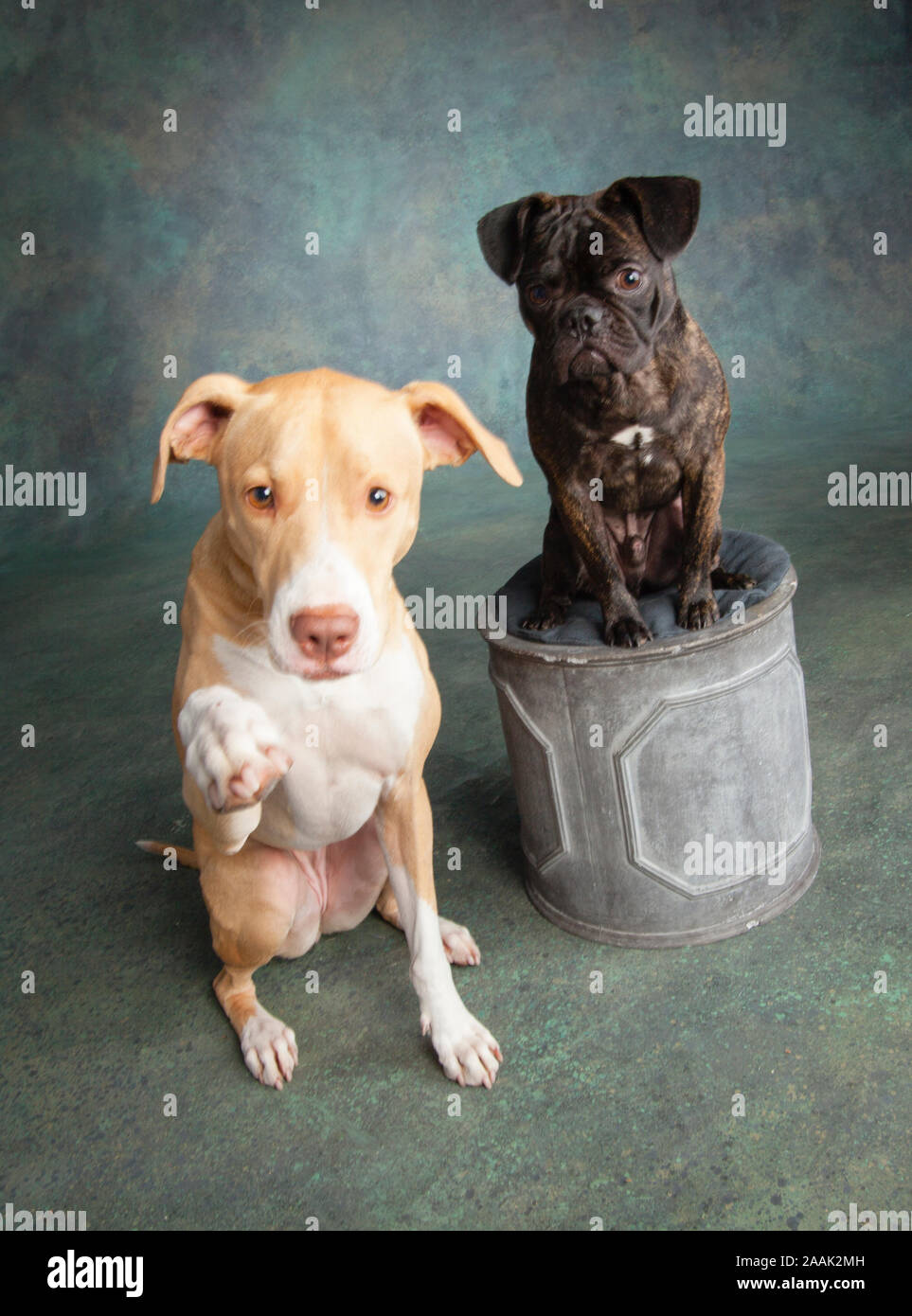 Studio portrait Pug Bulldog Mix and Lab Hound Mix Stock Photo