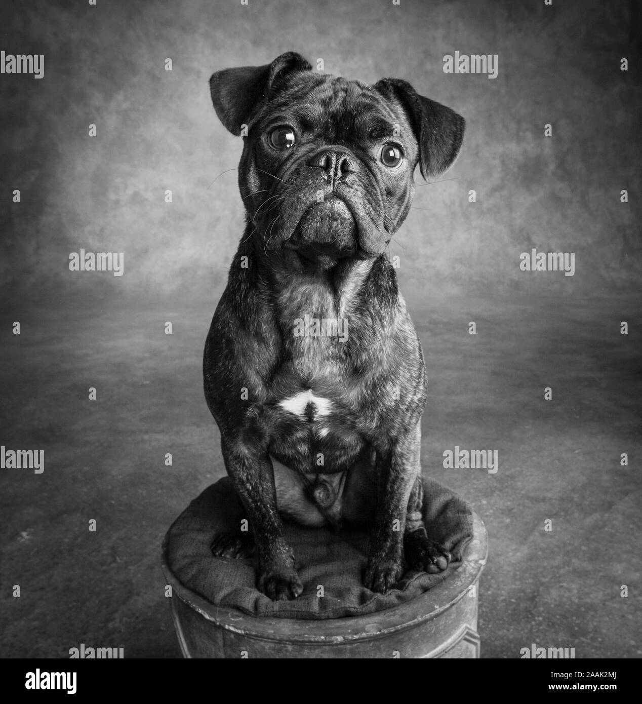 Studio portrait of Pug Bulldog Mix Stock Photo
