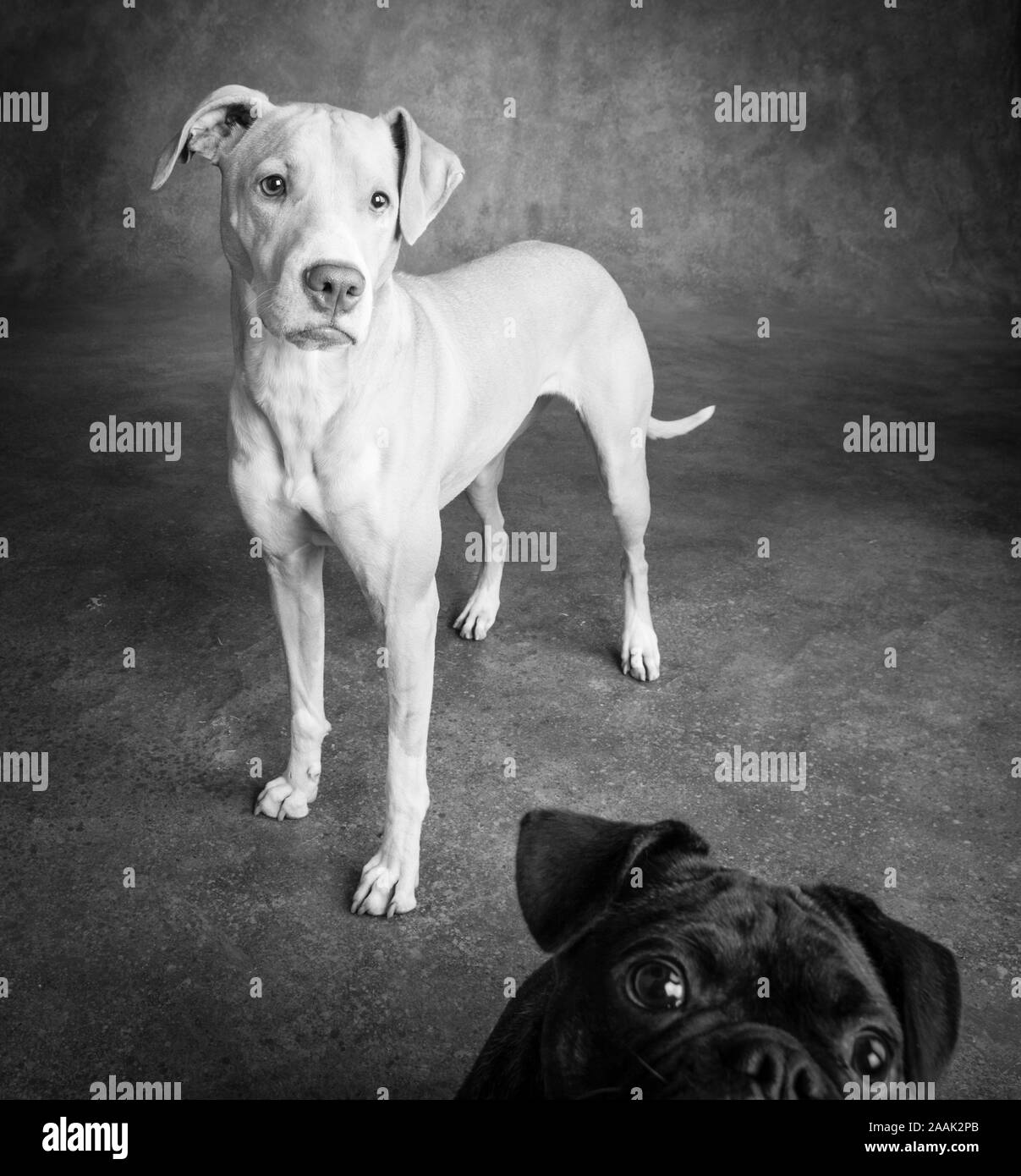 Studio portrait Pug Bulldog Mix and Lab Hound Mix Stock Photo