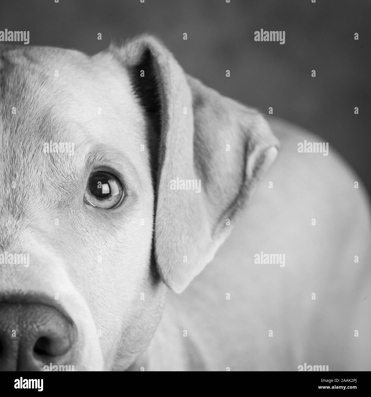 Studio portrait of Lab Hound Mix Stock Photo